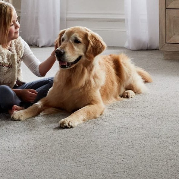 Dog sitting on carpet flooring